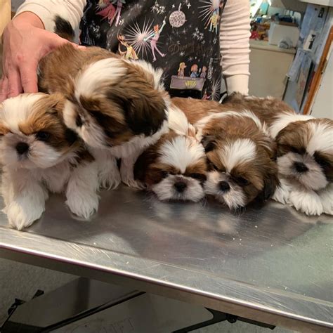 It&x27;s entirely possible that you&x27;ll pay anything from 250 all the way up to nearly 2,000 if you acquire your puppy on Texas Puppies. . Shih tzu puppies for sale in texas craigslist